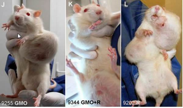 GMO Rat Tumors