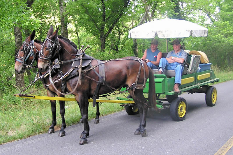 mules1 Foggy Bottom Farms