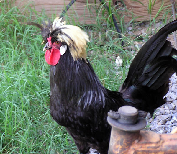 Top Hat Rooster